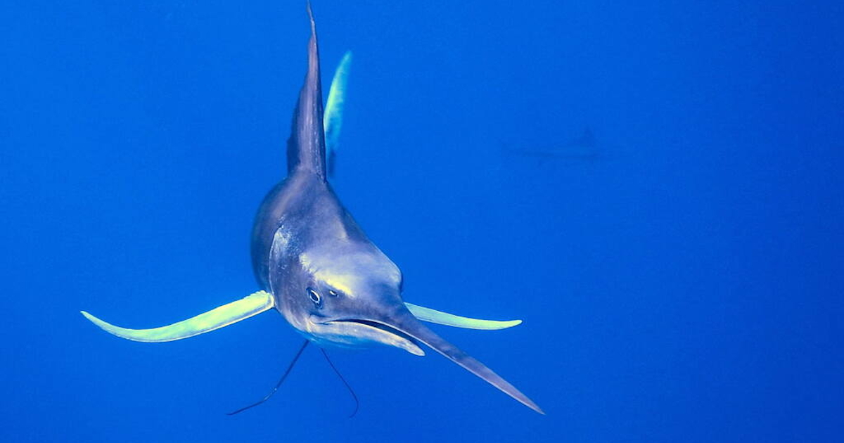 Los Cabos Dive with Fascinating Hammerhead Sharks at Gordo Banks Mexico   Travel Mexico Sardine Run 
