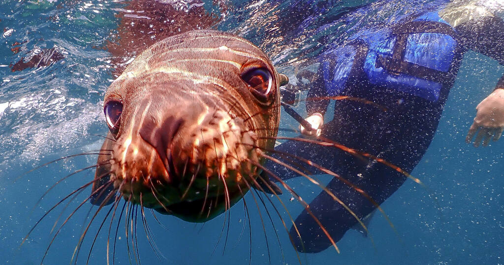 Dive Expeditions with a Marine Biologist in Baja California Mexico  Travel Mexico Sea Lions 