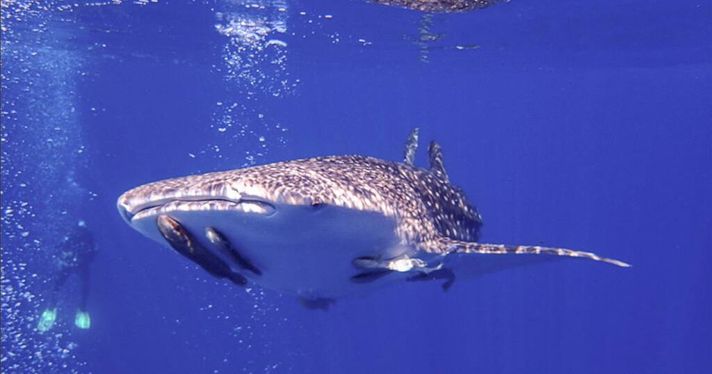Dive Expeditions with a Marine Biologist in Baja California Mexico  Travel Mexico Whale Sharks 