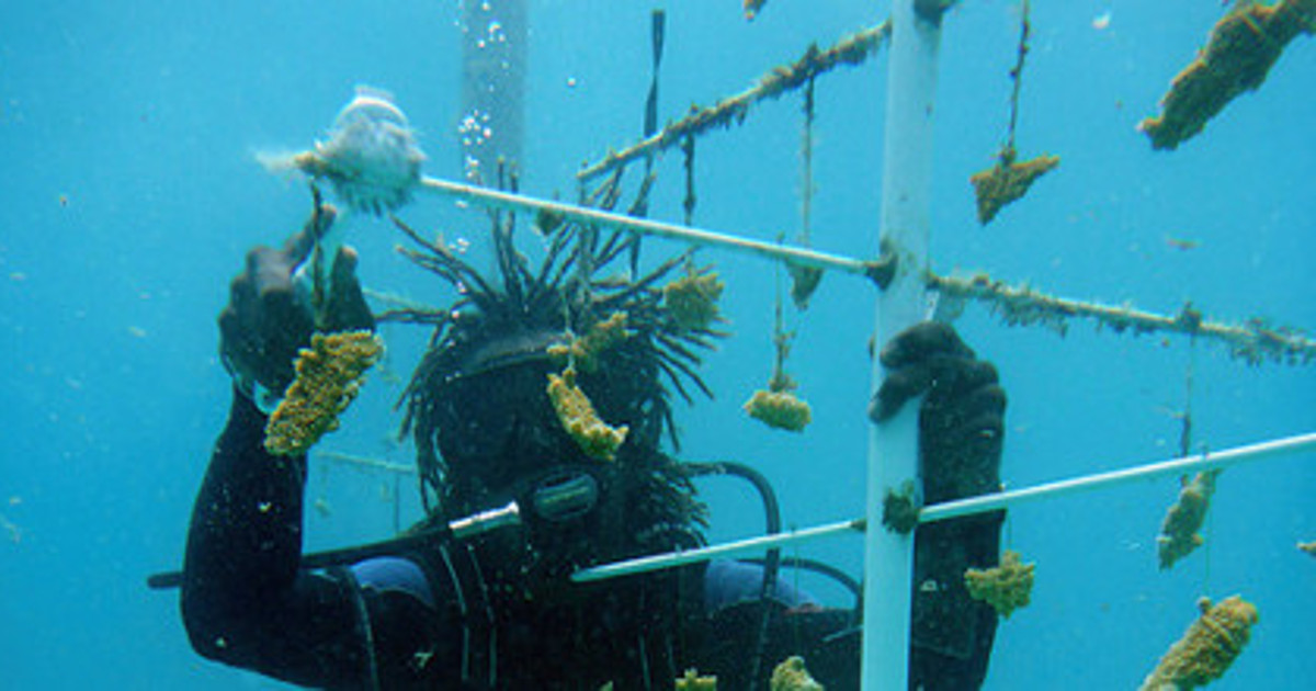 The Binbagchallenge Are You Ready to Show Your Love for The Ocean by Accepting this Challenge Today?  Blog Coral Nurseries 