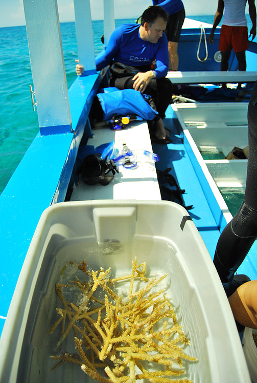 Passionate Coral Health Care in Jamaica Coralnursery1