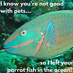 Passionate Coral Health Care in Jamaica Parrotfish
