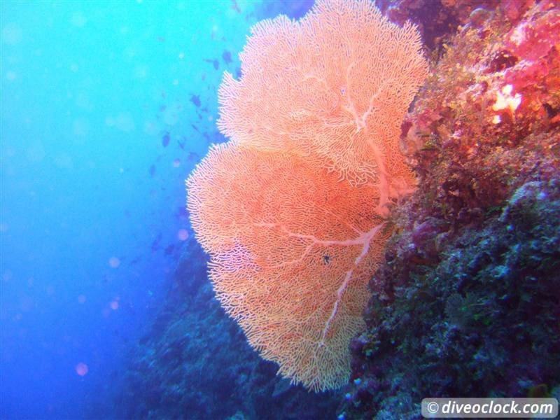 Passionate Coral Health Care in Jamaica Gorgonianfan