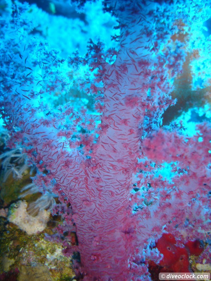 Passionate Coral Health Care in Jamaica Softcoral