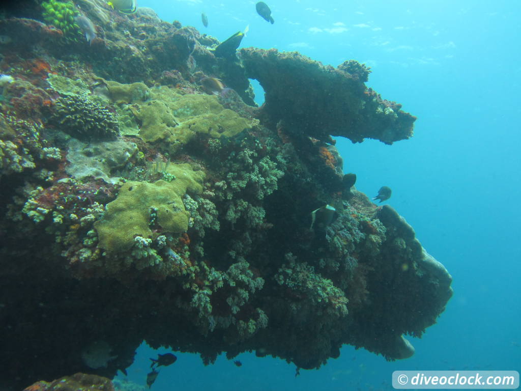 Passionate Coral Health Care in Jamaica Tablecoral