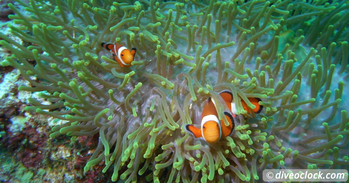 The 7 Best SCUBA Diving Destinations for Beginners! Dive O'Clock!