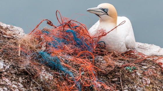 Recycling Old Fishing Nets Into Beautiful Carpet Tile Ghost Fishing Diveoclock 1