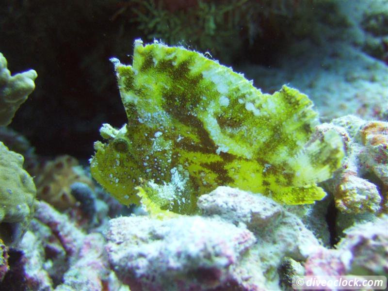 leaf fish