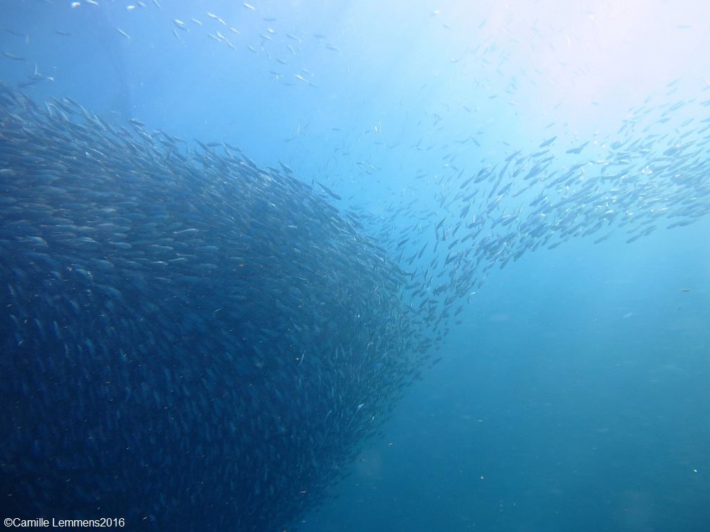 PADI Course Director best dive spot moalboal sardine run 