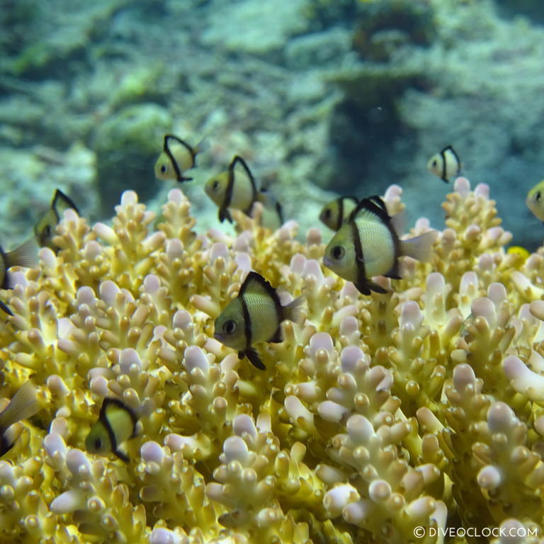 diveoclock_reef_safe_sunscreen_coral