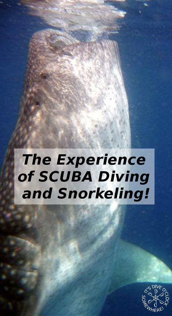 The Thrilled Experience of SCUBA Diving
