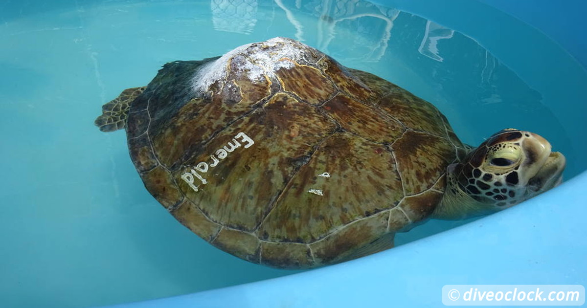 The Amazing Turtle Hospital in Florida