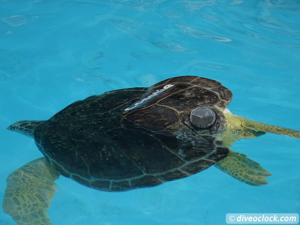 The Amazing Turtle Hospital in Florida Turtle Hospital 27