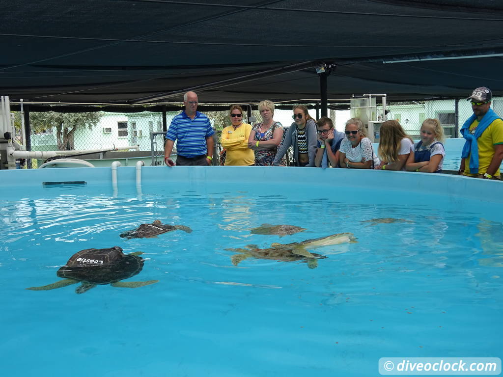 The Amazing Turtle Hospital in Florida Turtle Hospital 29