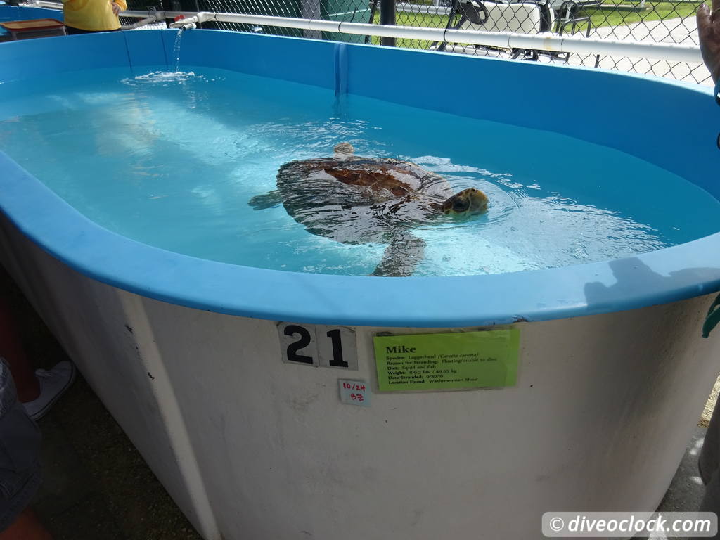 The Amazing Turtle Hospital in Florida Turtle Hospital 38