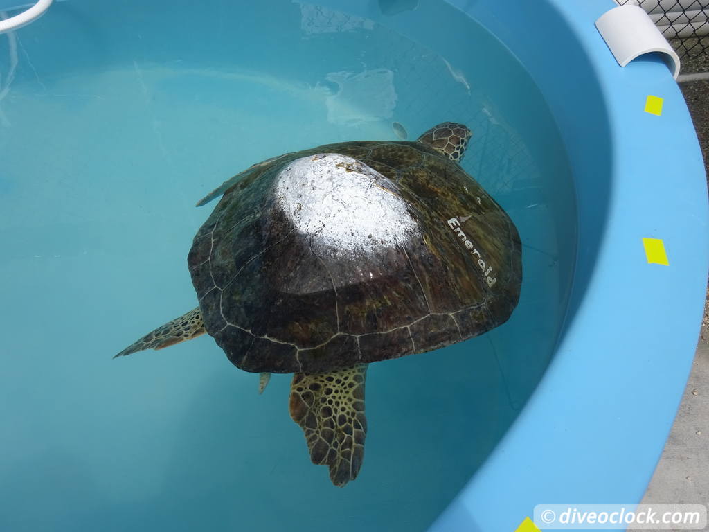 The Amazing Turtle Hospital in Florida Turtle Hospital 40