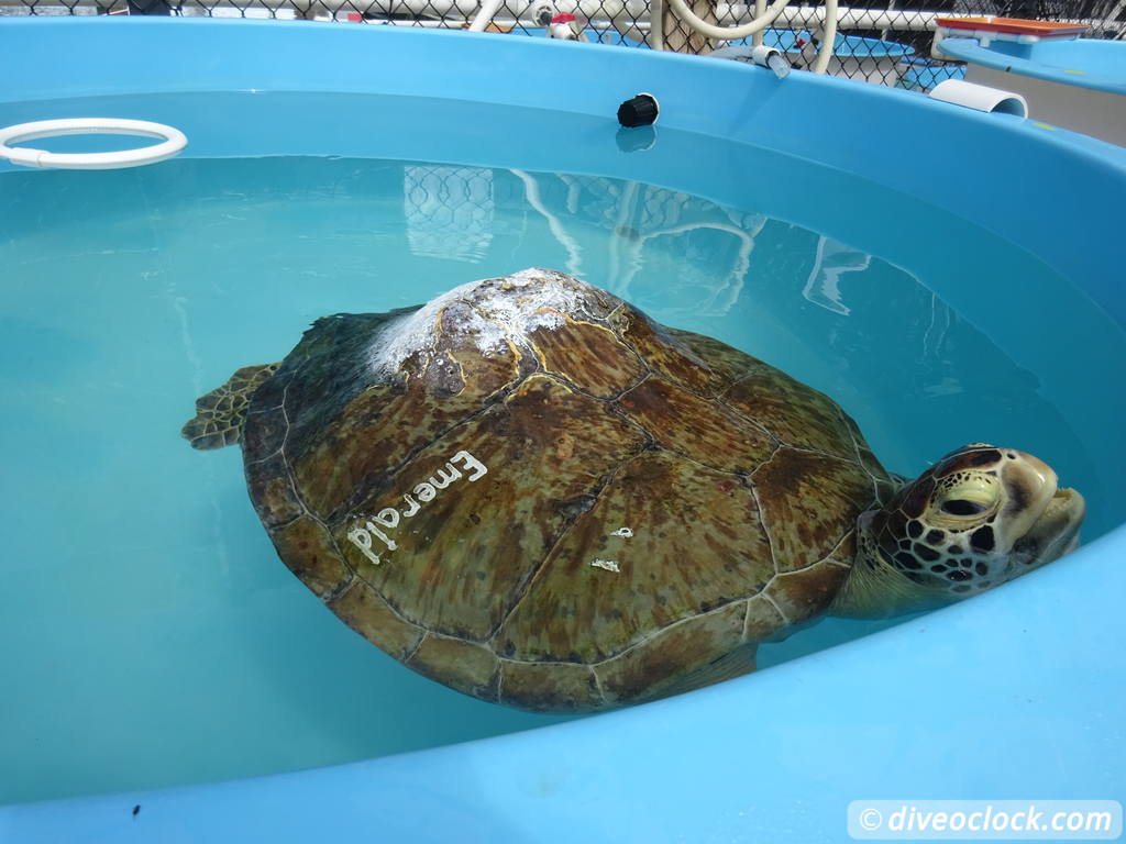 The Amazing Turtle Hospital in Florida Turtle Hospital 43