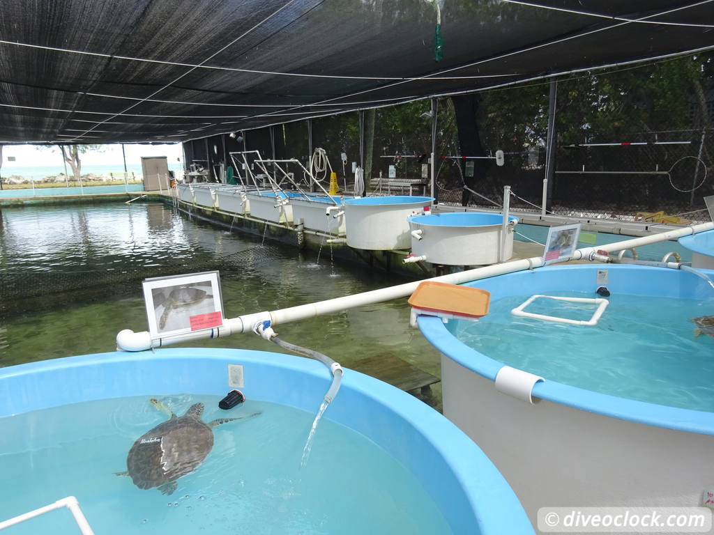 The Amazing Turtle Hospital in Florida Turtle Hospital 46