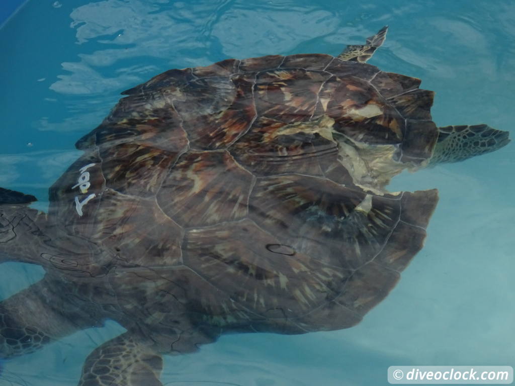 The Amazing Turtle Hospital in Florida Turtle Hospital 50