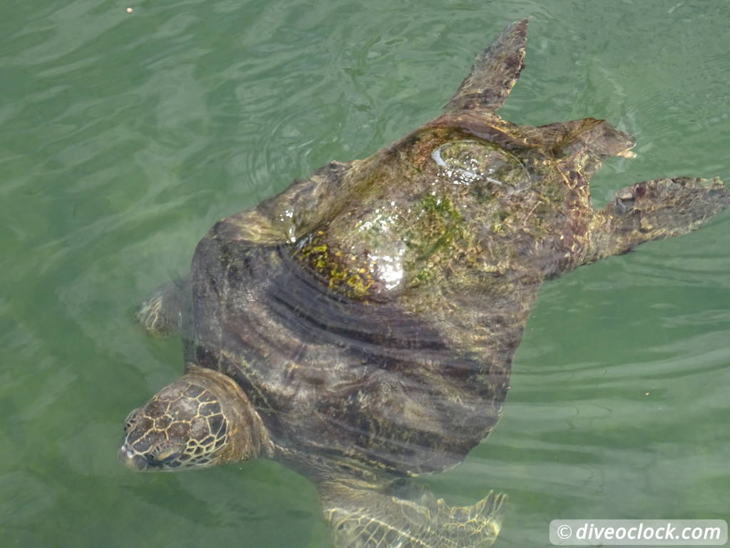 The Amazing Turtle Hospital in Florida Turtle Hospital 57