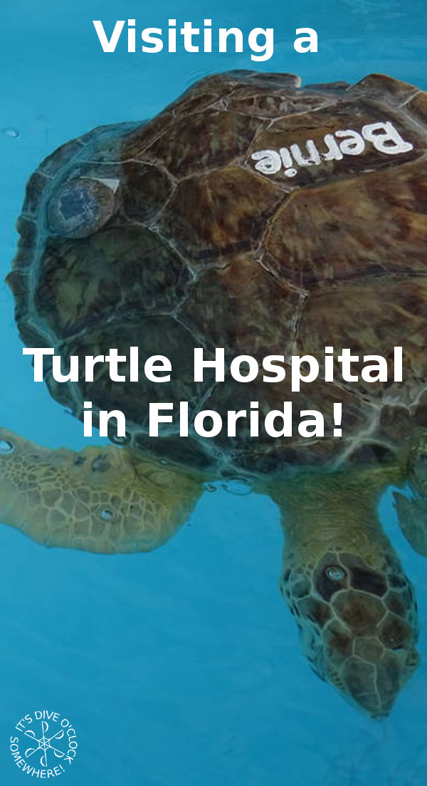 The Amazing Turtle Hospital in Florida