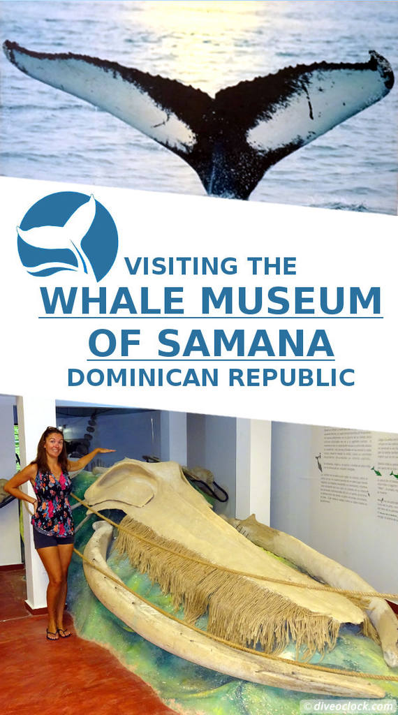Explore the Whale Museum of the Dominican Republic
