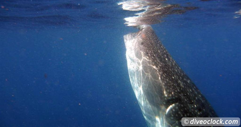 Recycling Old Fishing Nets Into Beautiful Carpet Tile  Blog Whale Sharks 