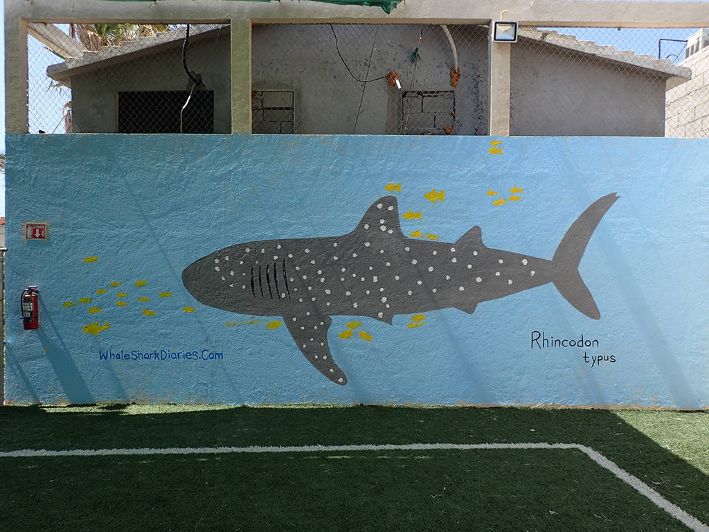 How Far Would You Go to See a Whale Shark? Muralwhaleshark