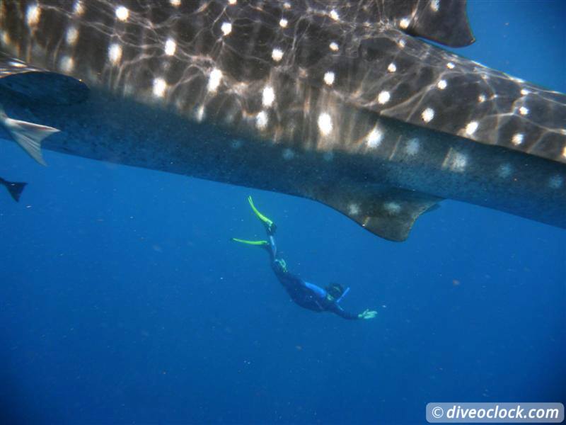How Far Would You Go to See a Whale Shark? Whale Sharks Diveoclock 1
