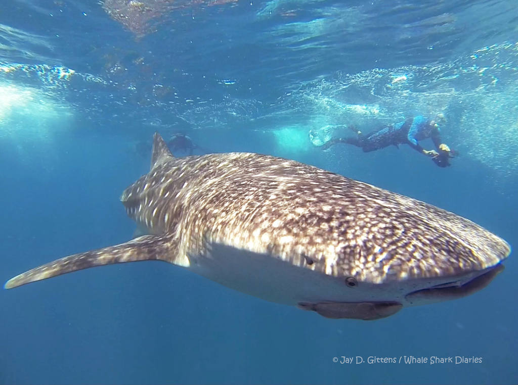 How Far Would You Go to See a Whale Shark? Whale Sharks Diveoclock 22
