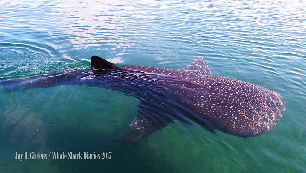 How Far Would You Go to See a Whale Shark? Whale Sharks Diveoclock 23