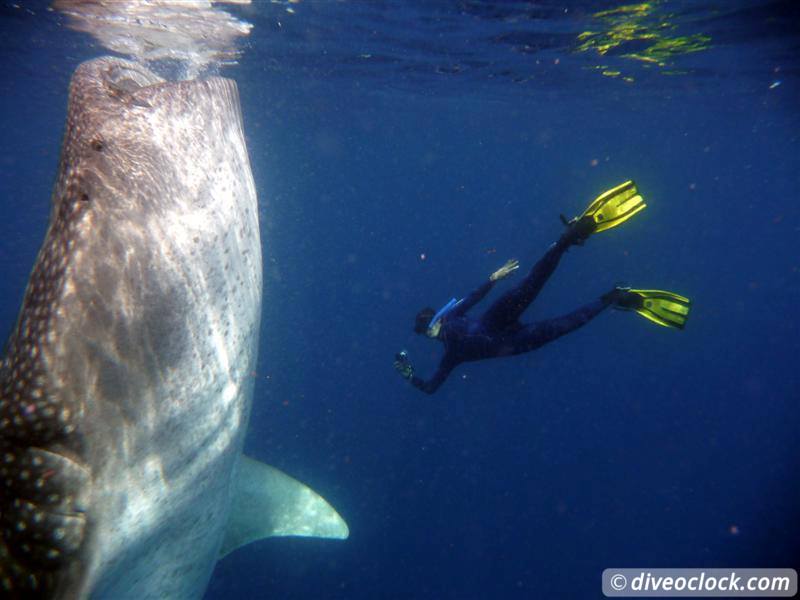 How Far Would You Go to See a Whale Shark? Whale Sharks Diveoclock 4