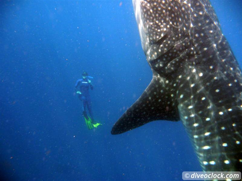 How Far Would You Go to See a Whale Shark? Whale Sharks Diveoclock 5