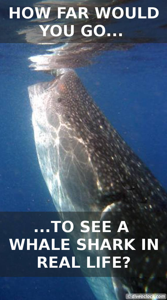 How Far Would You Go to See a Whale Shark in Real Life?