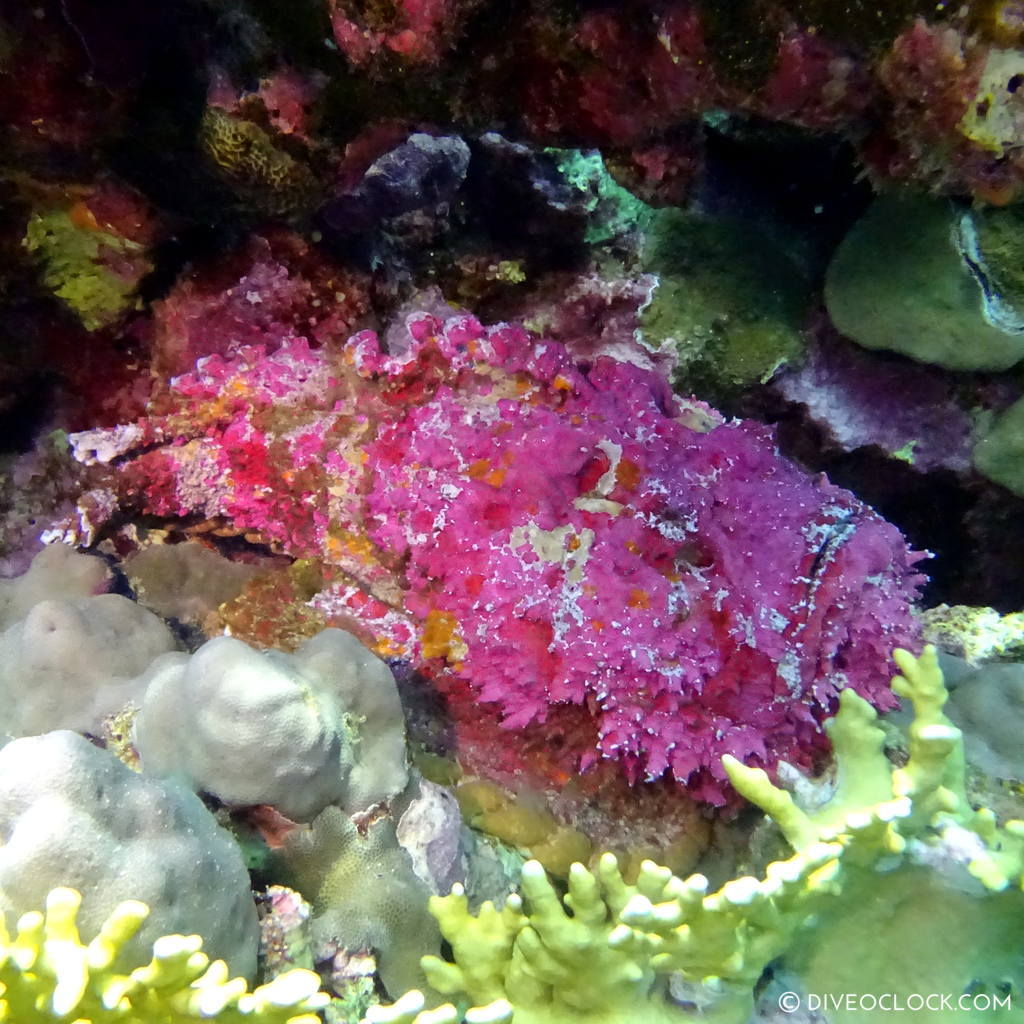 Stonefish red sea egypt marsa alam el quseir