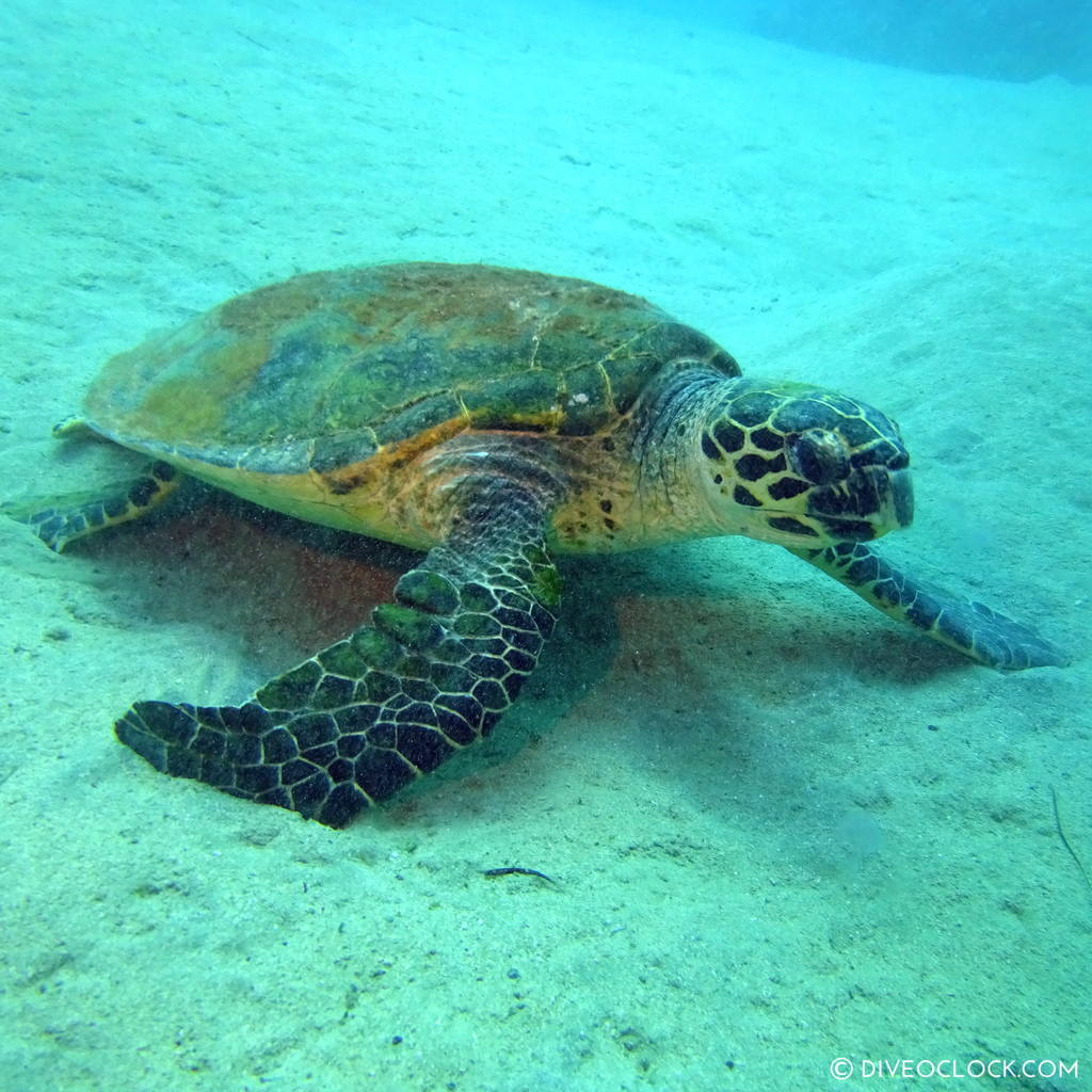 Turtle red sea egypt marsa alam el quseir