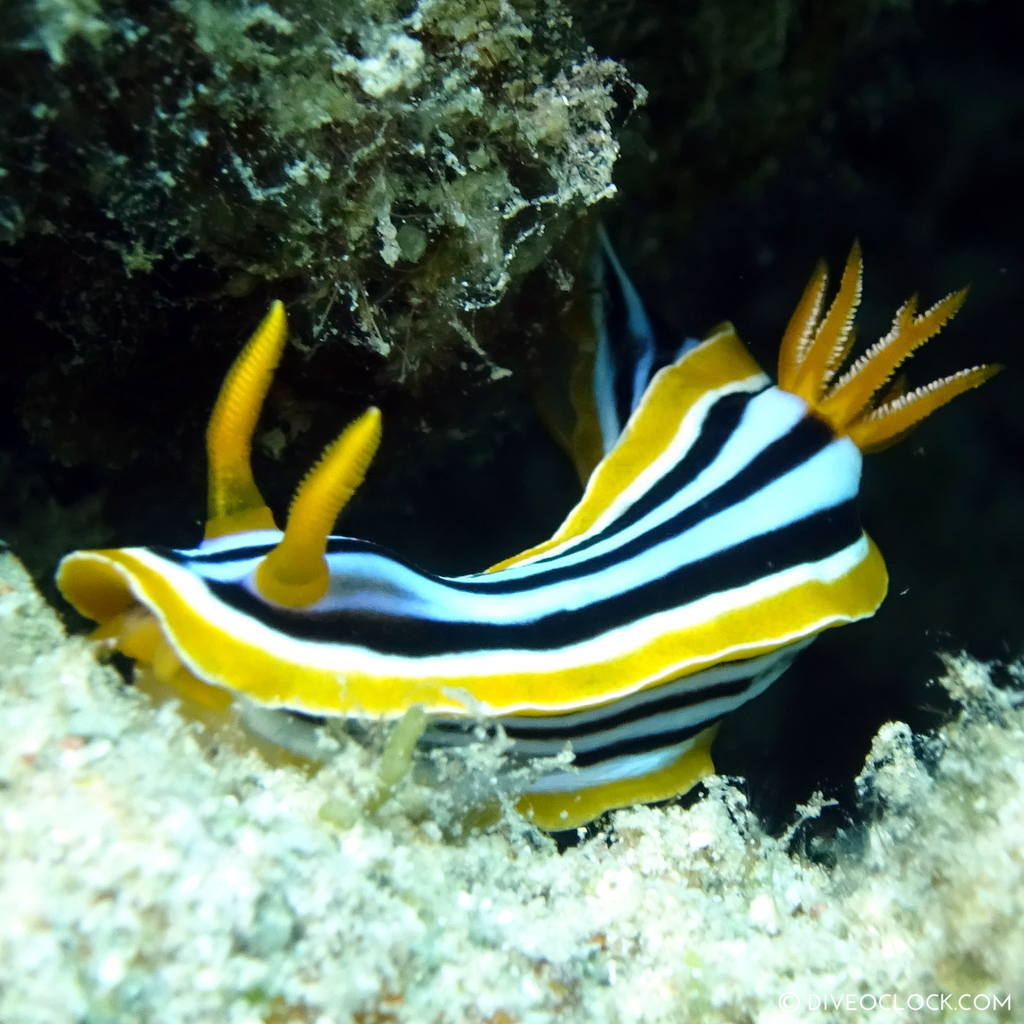 Pyjama Chromodorid (Chromodoris quadricolor) red sea egypt marsa alam el quseir