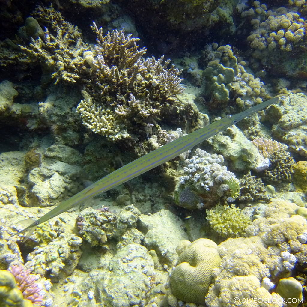 Trumpetfish red sea egypt marsa alam el quseir