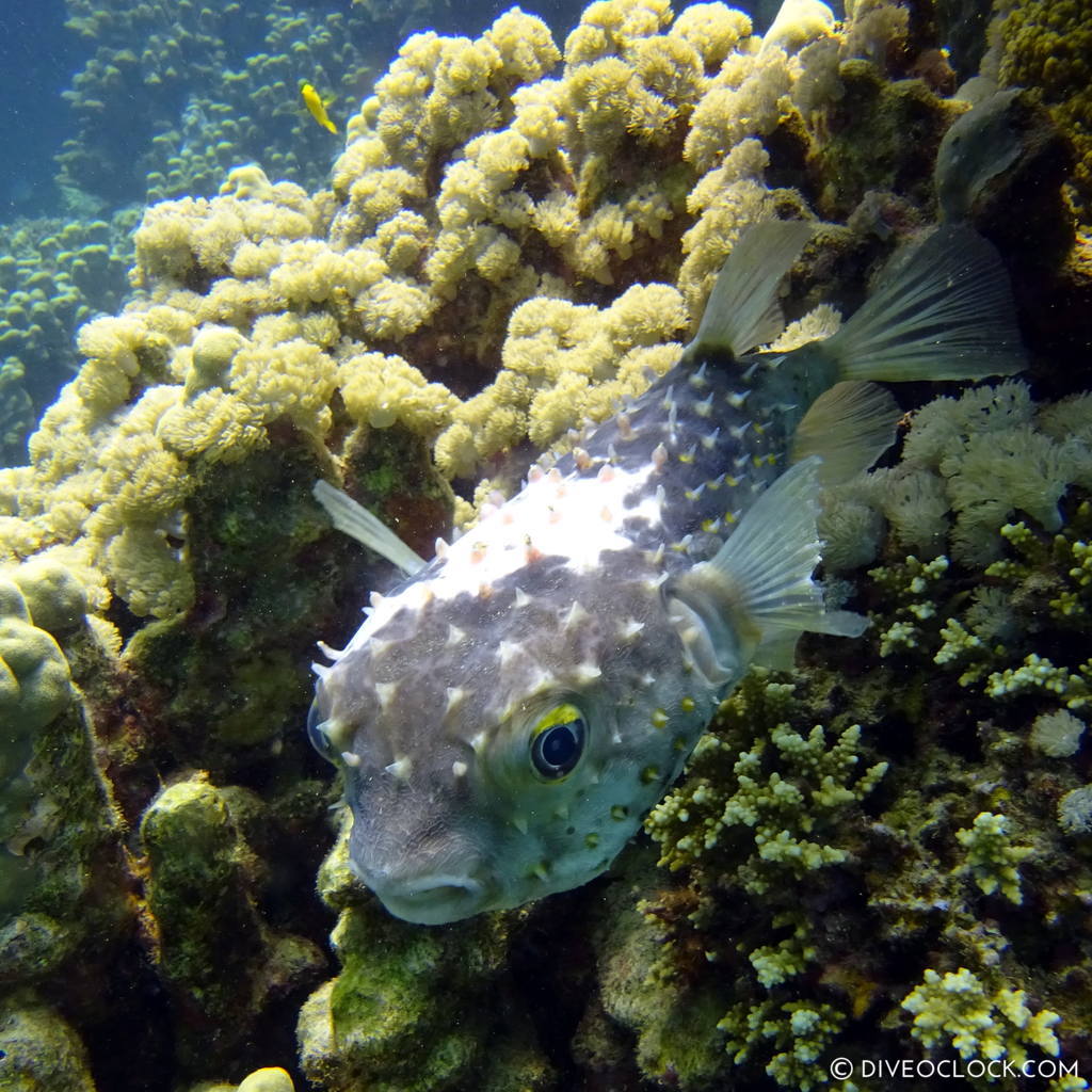 Porcupine pufferfish red sea egypt marsa alam el quseir