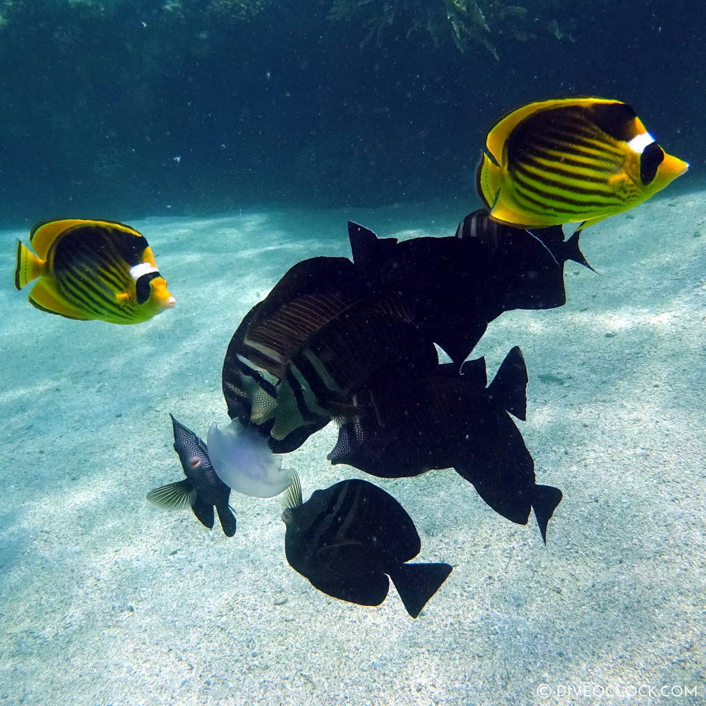 Fish eating jellyfish red sea egypt marsa alam el quseir