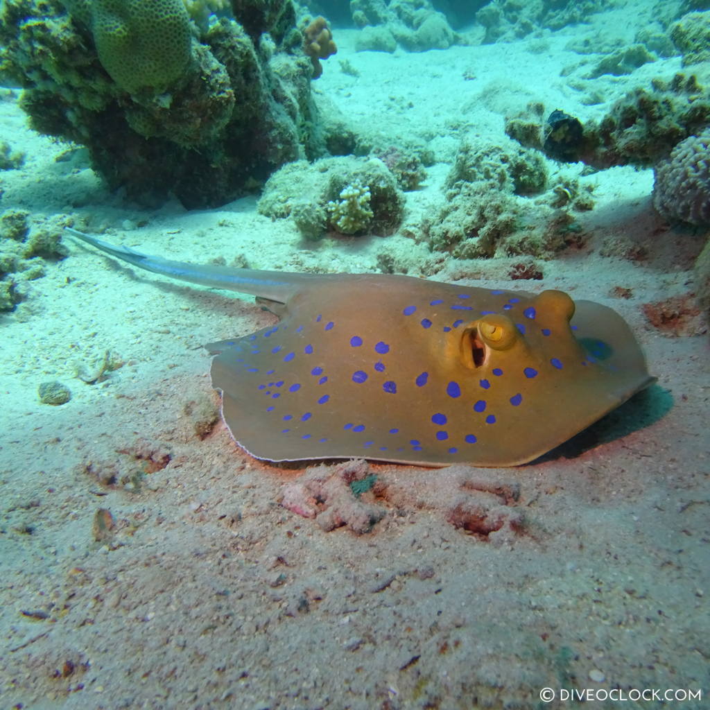 Blue spotted stingray red sea egypt marsa alam el quseir