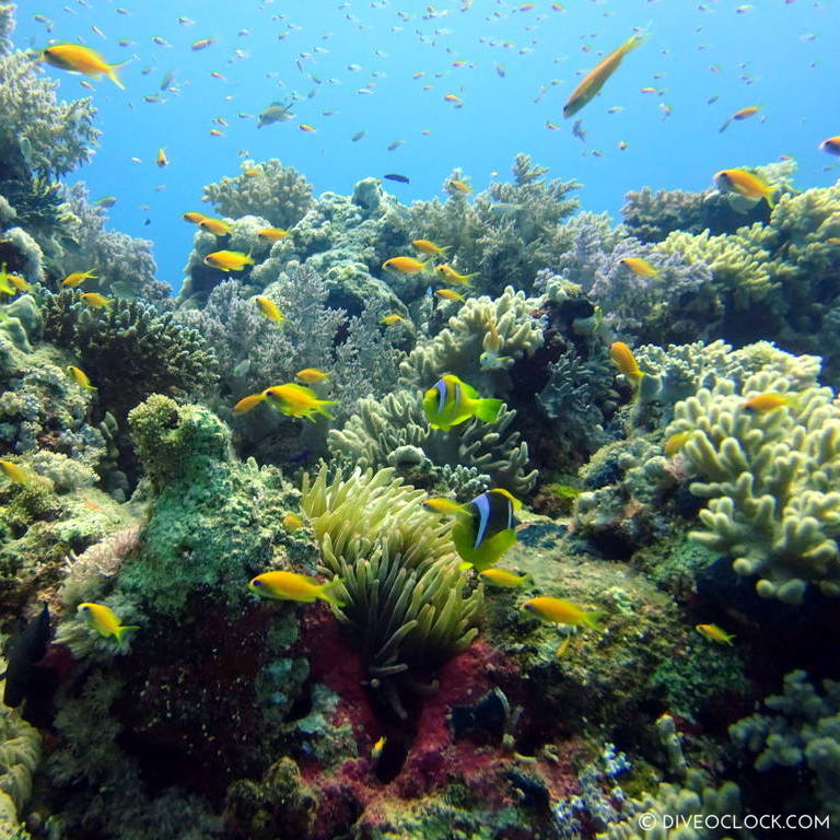 Soft corals fuseliers anemonefish red sea egypt marsa alam el quseir