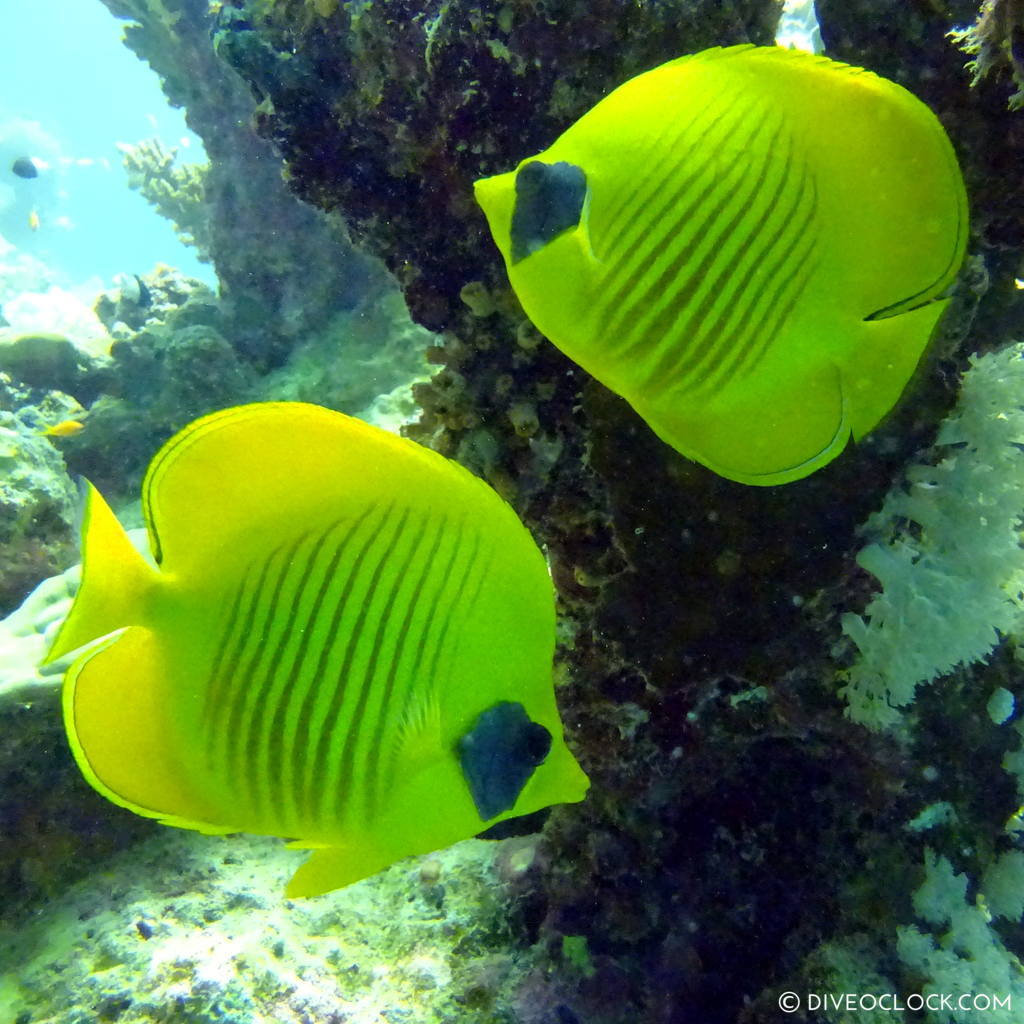 Butterflyfish red sea egypt marsa alam el quseir