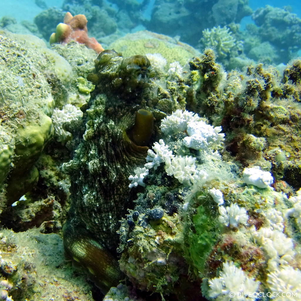 Octopus red sea egypt marsa alam el quseir