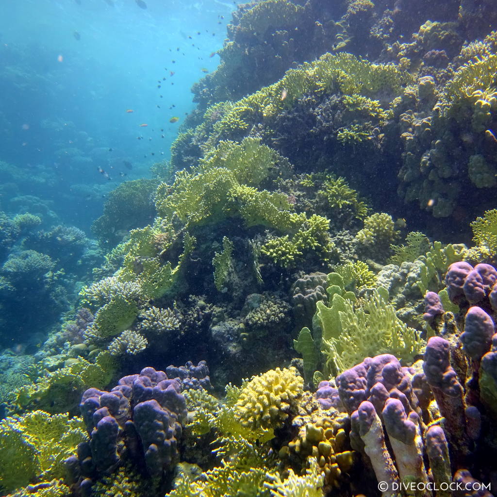Hard corals red sea egypt marsa alam el quseir