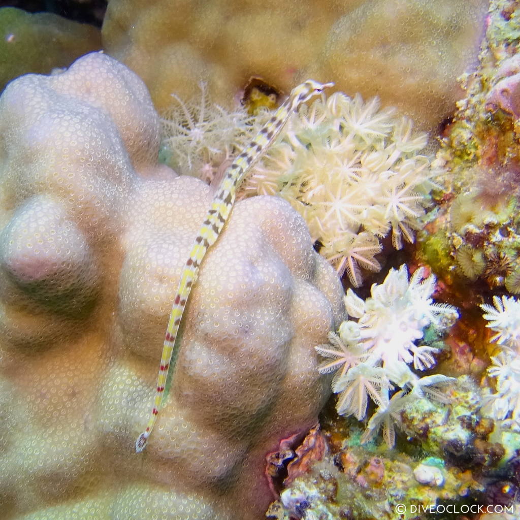 Pipefish red sea egypt marsa alam el quseir