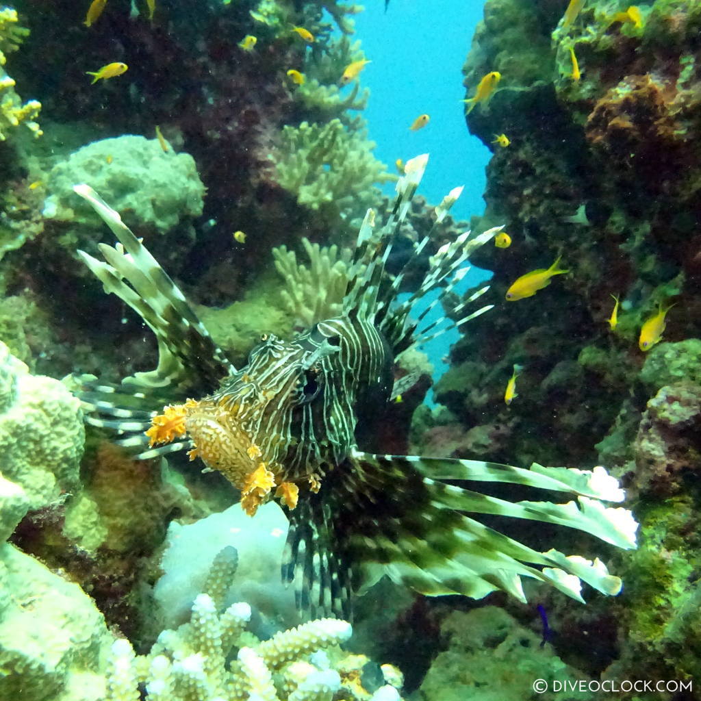 Lionfish red sea egypt marsa alam el quseir