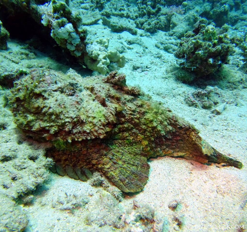 Stonefish red sea egypt marsa alam el quseir