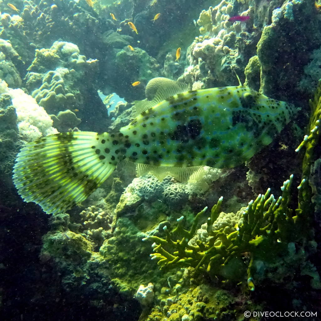 Scribbled filefish Aluterus scriptus red sea egypt marsa alam el quseir