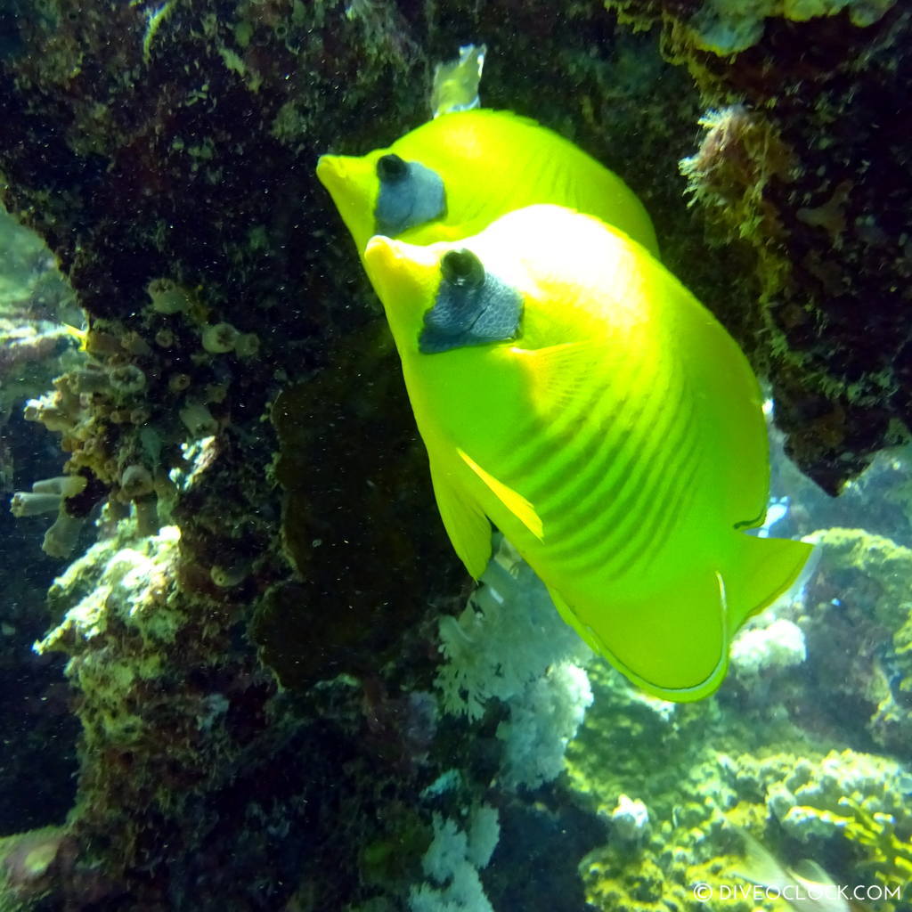 Butterflyfish red sea egypt marsa alam el quseir